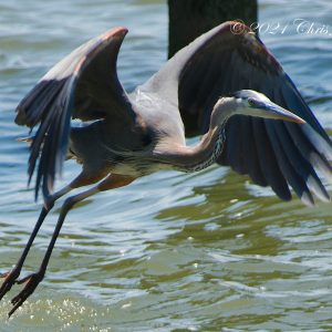 Ad astra, Ardea, heron photo print
