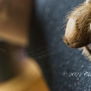 The Threads are Coming Together, tarantula photo print