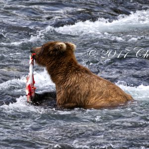 The Catch, bear photo print